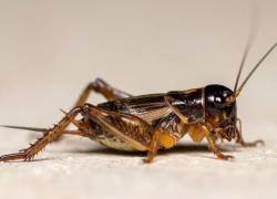 Fotografía a detalle de un grillo.