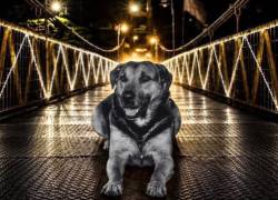 Colombia: despiden con honores a Tobby, el perro que se convirtió en símbolo de un municipio
