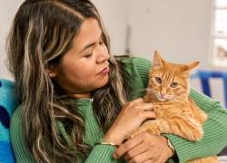 ¿Cómo pedir perdón a tu gato para que realmente lo entienda?