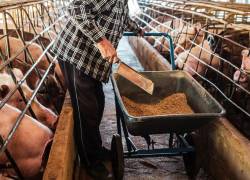 En el 2025 la producción de balanceado en Ecuador alcanzó 6,17 millones de toneladas métricas.