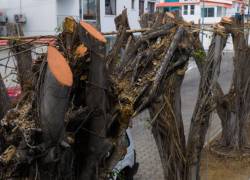 Poda irregular en Las Garzas: Municipio de Guayaquil impone multa y ordena reposición