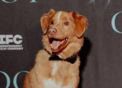 El perro de Good Boy hace historia: Indy es nominado a Mejor Interpretación en los Premios Astra 2026