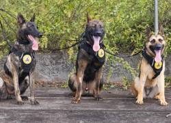 Wolf, Kup y Pinta: Los nuevos guardianes de cuatro patas que protegen Galápagos