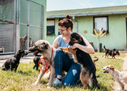‘Adopta Guayaquil’: nueva página web permite dar hogar a mascotas rescatadas