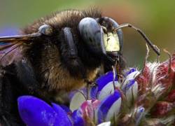 Abeja carpintera del género Xylocopa.