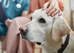 Ansiedad canina: ¿Cómo ayudar a tu perro a recuperar la calma?