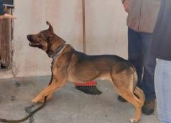 Quito: rescatan a perro con secuelas psicológicas por aislamiento