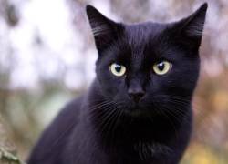 Municipio de Guayaquil lanza campaña para proteger a los gatos negros durante Halloween