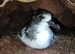 Fotografía de la ave Petrel de Galápagos, en una cueva del archipiélago.