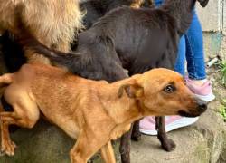 Quito: rescatan a 18 perros de una terraza en condiciones alarmantes