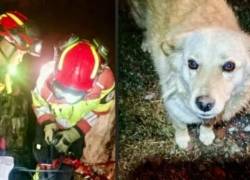 Perrita rescatada por los Bomberos de Quito.