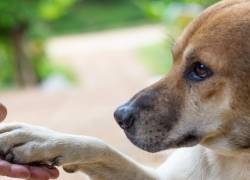 Colombia aprueba la Ley Empatía: educación en bienestar animal será obligatoria en todos los colegios