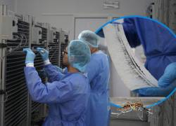 Investigadores del INSPI monitoreándo a las crías de mosquitos previo a su esterilización. Collage VISTAZO.