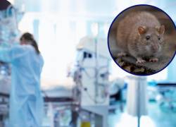 Un hombre de 45 años fue internado después de presentar fiebre, dolor de cuerpo y diarrea. El virus se transmite a través de las heces de las ratas. (foto referencial).