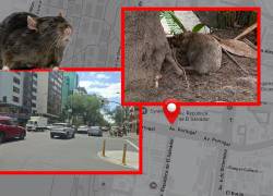 Quito confirma plaga de ratas en la República de El Salvador e interviene el sector
