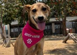 Navidad en Guayaquil: alertan sobre el aumento de adopciones impulsivas de mascotas