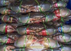 Atados de cangrejos listos para comercializar.