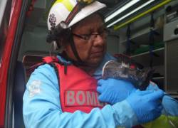 Rescatan animales tras incendio en el centro de Guayaquil: así actuaron el Cuerpo de Bomberos y Proanimal