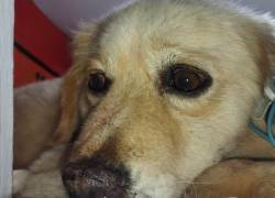 'Messi', el perro rescatado tras presunto uso en peleas clandestinas, lucha por su vida tras cirugía