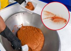 La biomasa de artemia se destina al sector larvícola, donde aporta proteína y lípidos esenciales para el desarrollo gonadal del camarón.