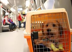 Quito: ¿qué implica la nueva ordenanza para transportar mascotas en los buses municipales?
