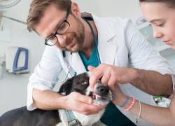 ¿Tu perro está en la lista? Estas son las razas con más tendencia a sufrir enfermedad periodontal