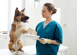 Jornada de esterilización gratuita en Guayaquil por el Día Mundial del Perro