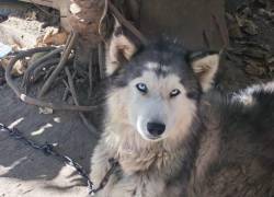 Rescatan a un perro husky que permanecía encadenado en Quito: tutor enfrenta una multa de hasta USD 5.500