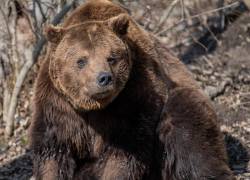 Oso atacó a un joven en el monte Rausu, en la isla de Hokkaido.