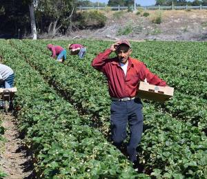 Los ecuatorianos que emigraron al exterior y envían dinero a sus familias en el país se consolidan como fuente de recursos clave para la economía; en países como EEUU, el agro demanda esta mano de obra.
