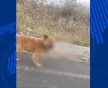Un perro tenía en el hocico el brazo de una mujer que había sido reportada desaparecida en Latacunga