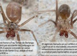 Hallan 3 nuevas especies de arañas en Galápagos; dos de ellas son ciegas