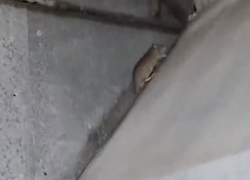 Ratas deambulaban en un chifa de Guayaquil.