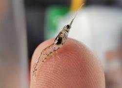 El desarrollo genético ha sido clave para el desarrollo y sobrevivencia del camarón ecuatoriano.