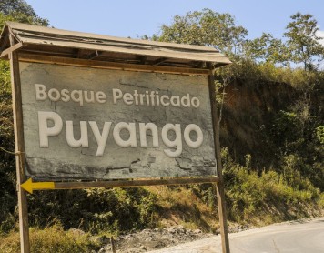 Un bosque petrificado en el sur del Ecuador