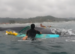 Surfistas liberan a una ballena jorobada atrapada en redes de pesca en la costa de Manabí