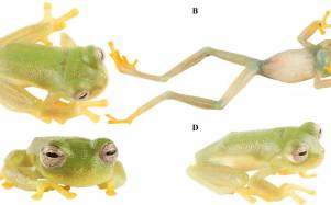 Nueva especie de rana de Ecuador, Nymphargus dajomesae, recibe nombre en honor a Neisi Dajomes