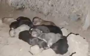 Esperanza tras el terremoto: Salvan a una perra y sus 10 cachorros nacidos en los escombros, en Colombia