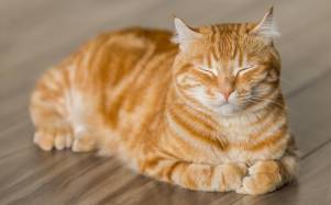 ¿Tu gato sufre en silencio? Cómo detectar si está enfermo