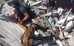 Terremoto en Colombia: recomendaciones clave para proteger a perros y gatos durante y después de un sismo