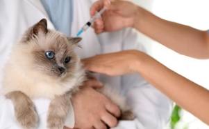 Guía definitiva: este es el calendario de vacunación indispensable para la salud de tu gato