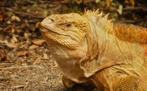 Una iguana terrestre de Galápagos.