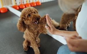 Una imagen referencial de una persona entrenando a su perro.