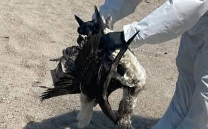 Alerta en la costa de Ecuador: ¿Por qué están apareciendo aves marinas muertas?