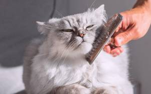 Bienestar animal: cinco pautas clave para garantizar la salud del pelaje en perros y gatos
