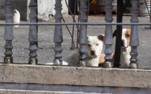 Rescate de perros en Quito: Toby y Looky son salvados gracias a una denuncia en redes