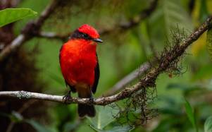 Conservación en Galápagos: registran un incremento histórico en la reproducción del pájaro brujo