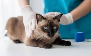 ¿Cada cuánto debe ir una mascota al veterinario? La importancia de los chequeos según expertos