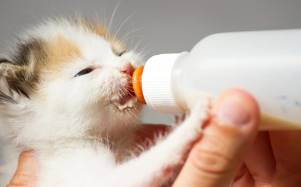 ¿Es un error darle leche a un gato? Esto dice la ciencia sobre un hábito muy común