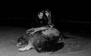 Callie Veelenturf, directora de The Leatherback Project y Kerly Briones, presidenta de la Fundación Reina Laúd revisan la colocación de la etiqueta satelital en una tortuga laúd en Playa Pajonal, Ecuador.